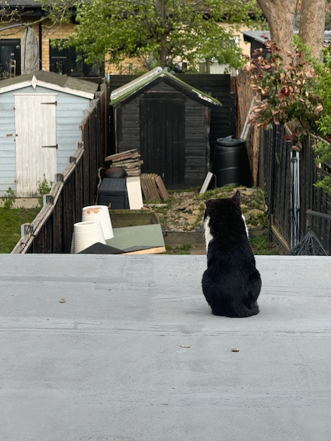 A cat sitting on a roof overlooking a garden