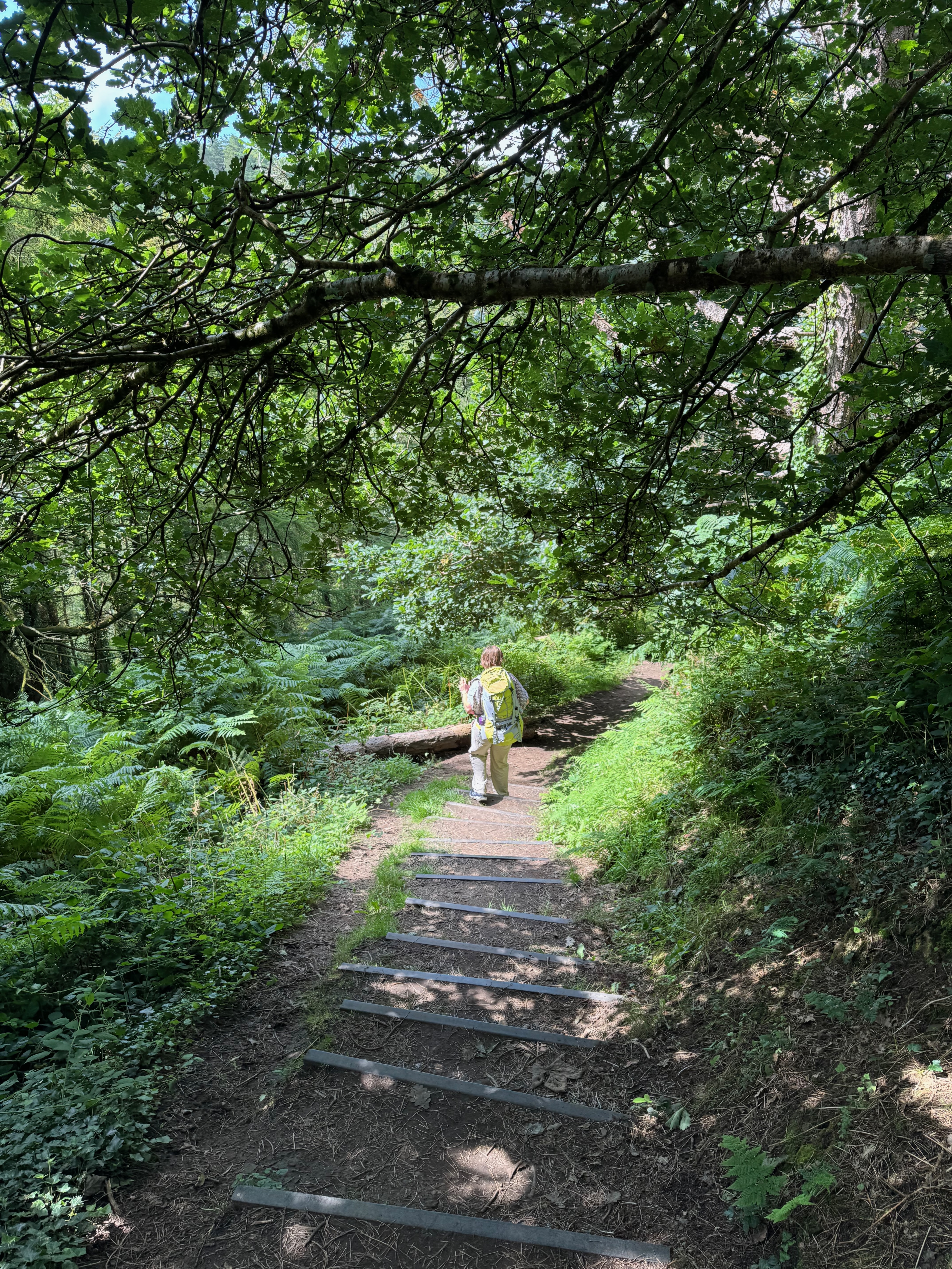 Trail through a wooded area with steps leading down. There are ferns going down the left side and trees growing across the right