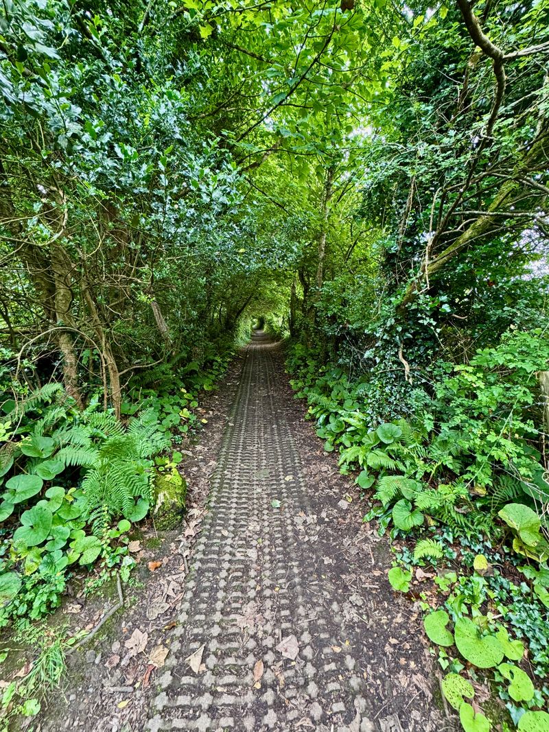 A tunnel of green leading upwards and seems to just keep going on